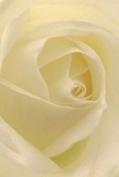 This close-up image draws you deep into the heart of a single cream-white rose, its petals spiralling inward like a quiet breath taken before speaking from the heart. The bloom fills the frame, so you see almost nothing but layers of ivory and soft cream, each petal curling with unhurried grace towards the centre. The lighting is gentle and diffused, as though it were captured near a window on a calm morning in Noak Hill, with pale daylight gliding over each fold and leaving the faintest shadows between the petals. The texture appears velvety and matte, suggesting the sensation of silk brushed lightly against the fingertips. Hints of pale lemon and warm ivory glow at the core, adding depth and a feeling of quiet life within. There is no visible stem or foliage; the entire composition is an intimate study of this one perfect rose, serene and composed. As a florist used to arranging sympathy and remembrance flowers for families around Noak Hill and the surrounding country lanes, I see in this bloom the purest symbol of reverence, a flower chosen to express gentle admiration, condolence, or the tender hope of new beginnings. You can almost imagine the soft, clean fragrance that would hang in the air-subtle, never overwhelming-bringing comfort in a peaceful living room on Church Road or by a windowsill overlooking the fields. The image captures not just the flower's flawless structure, but also the thoughtful craftsmanship and emotional care behind selecting such a refined, understated rose for a truly meaningful moment.